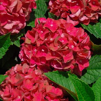 Hydrangea macrophylla 'Heart Throb®' (184307)