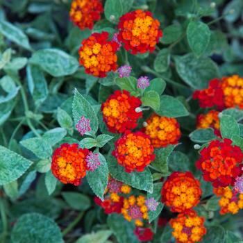 Lantana camara 'Cosmic Firestorm™' (184334)