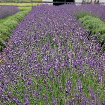 Lavandula x intermedia 'Phenomenal' (184345)