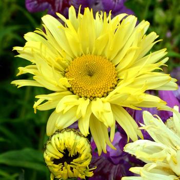 Leucanthemum x superbum 'Goldfinch' (184349)