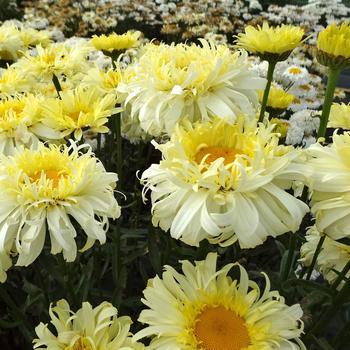 Leucanthemum x superbum Realflor® MC 'Real Charmer' (184351)