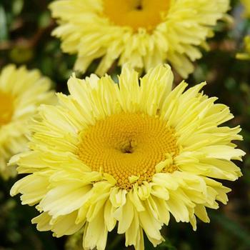 Leucanthemum x superbum Realflor® MC 'Real Goldcup' (184352)