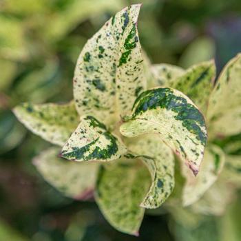 Leucothoe axillaris 'Bohemian Beauty™' (184353)