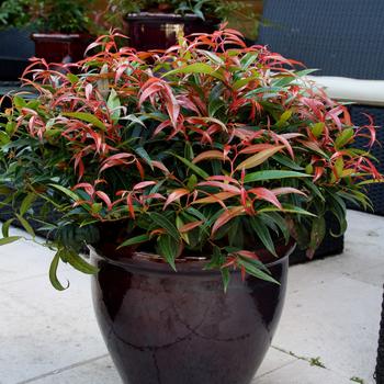 Leucothoe keiski 'Burning Love™' (184358)