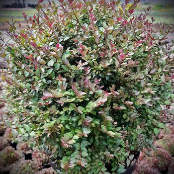 Lonicera nitida Garden Cloud® 'Purple Storm' (184394)