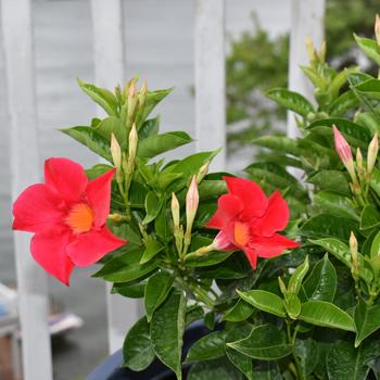 Dipladenia arbustiva 'Coral' (184515)