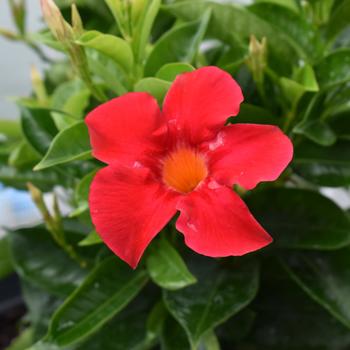 Dipladenia arbustiva 'Coral' (184518)