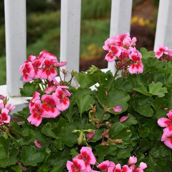 Pelargonium x hortorum Americana® 'Rose Mega Splash' (184523)