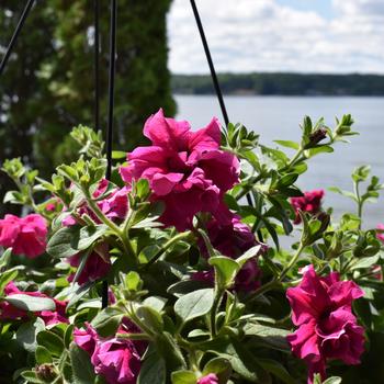 Pelargonium x hortorum Rocky Mountain™ 'Violet' (184526)