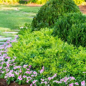 Nandina domestica 'Lemon Lime' (184662)