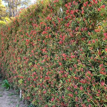 Podocarpus macrophyllus 'Mood Ring™' (184675)