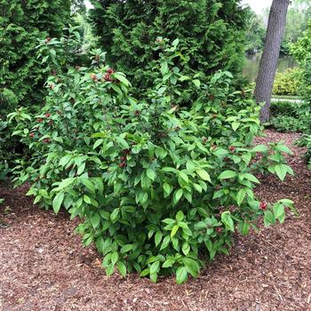 Calycanthus floridus 'Simply Scentsational®' (184924)