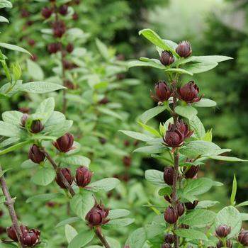 Calycanthus floridus 'Simply Scentsational®' (184926)