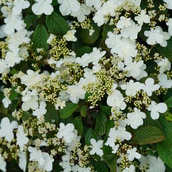 Viburnum plicatum var. tomentosum 'Steady Eddy®' (184928)