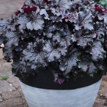 Heuchera Dressed Up™ 'Evening Gown' (185053)