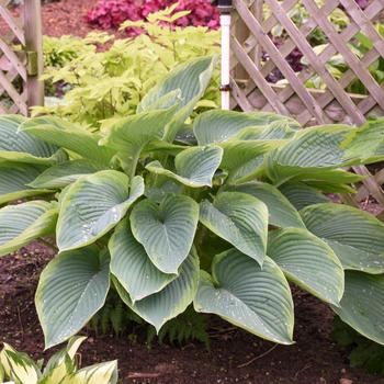 Hosta Shadowland® 'Wu-La-La' (185054)