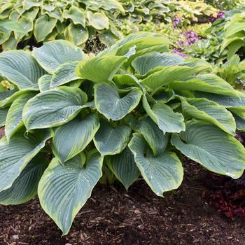 Hosta Shadowland® 'Wu-La-La' (185056)