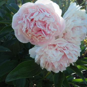 Paeonia lactiflora 'Shirley Temple' (185088)