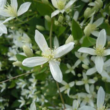 Clematis paniculata '' (185089)