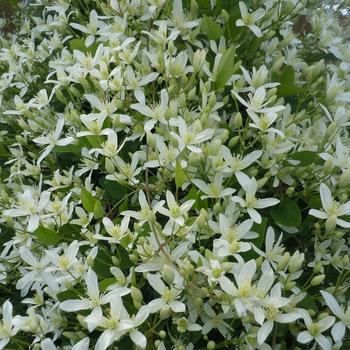 Clematis paniculata '' (185090)