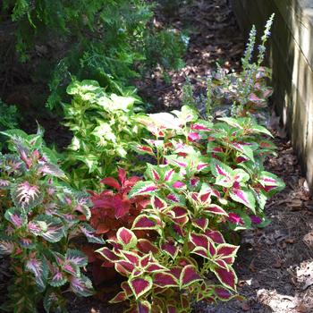 Coleus Wizard® 'Mix' (185098)