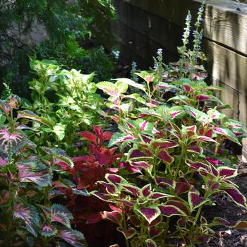 Coleus Wizard® 'Mix' (185099)