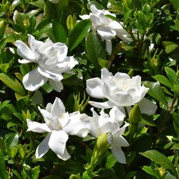 Gardenia '' (185202)