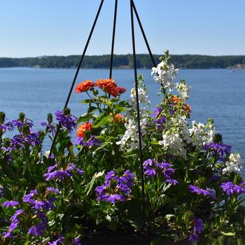 Combination Planter 'Rockets Red Glare™ Mix' (185218)