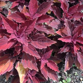 Coleus Main Street 'Younge Street' (185399)