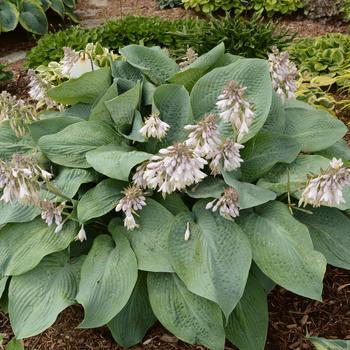 Hosta 'Blue Mammoth' (185441)