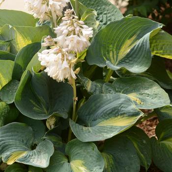 Hosta 'Dream Queen' (185452)