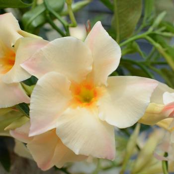 Mandevilla Sun Parasol® 'Apricot' (185505)