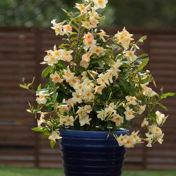 Mandevilla Sun Parasol® 'Apricot' (185507)