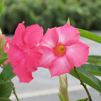 Mandevilla Sun Parasol® 'Giant Pink' (185509)