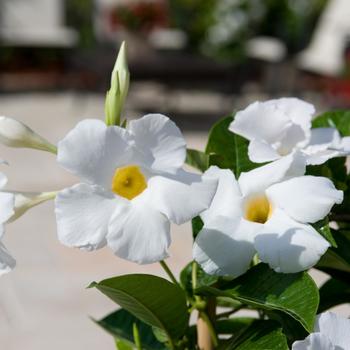 Mandevilla Sun Parasol® 'Giant White' (185515)