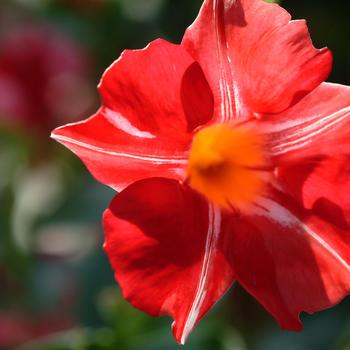 Mandevilla Sun Parasol® 'Stars & Stripes' (185517)