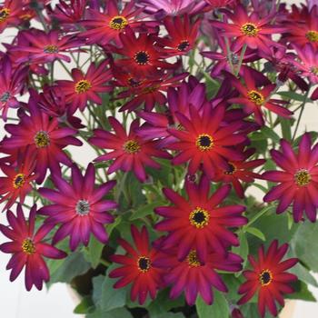 Pericallis Senetti® 'Magic Merlot' (185522)