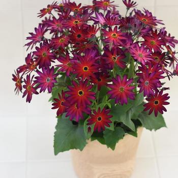 Pericallis Senetti® 'Magic Merlot' (185523)