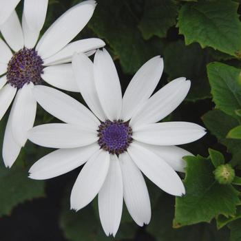 Pericallis Senetti® 'White' (185525)