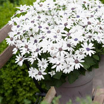 Pericallis Senetti® 'White' (185527)