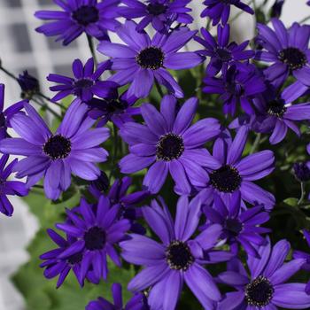 Pericallis Senetti® 'Super Blue' (185532)