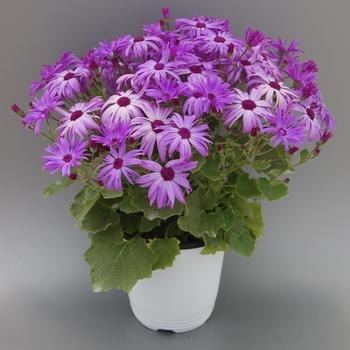 Pericallis Senetti® 'Sparkle Lavender' (185534)