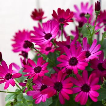 Pericallis Senetti® 'Ruby Red' (185535)