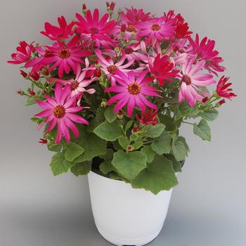 Pericallis Senetti® 'Ruby Red' (185537)