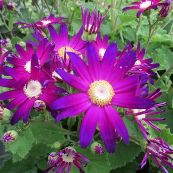 Pericallis Senetti® 'Rose Glow' (185538)