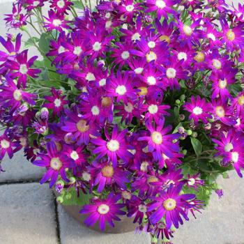 Pericallis Senetti® 'Rose Glow' (185539)