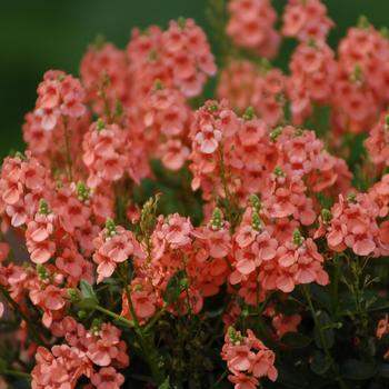 Diascia Sundiascia® 'Upright Peach' (185635)