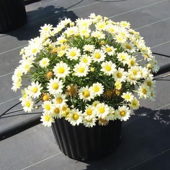 Argyranthemum frutescens Madiera™ 'Primrose' (185640)