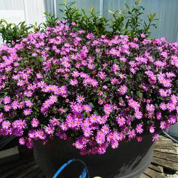 Brachyscome Surdaisy® 'Pink' (185647)