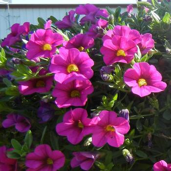 Calibrachoa Million Bells® 'Trailing Pink' (185653)